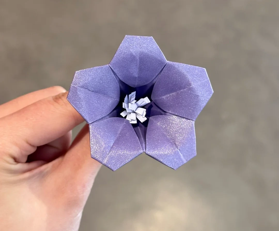 Finished Five-Lobed Morning Glory