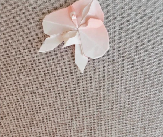 Finished Paper Moth Orchid